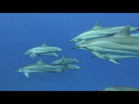 Diving the Kona Coast