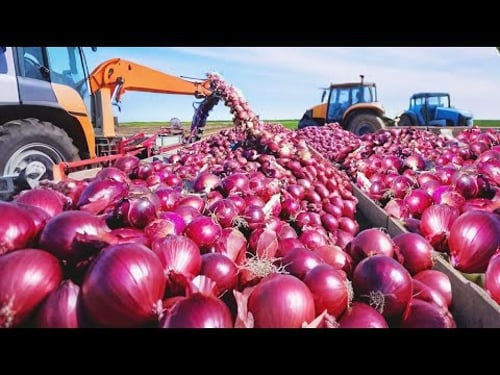 How Onion are Grown, Harvested And Processed This Way, Each Year.