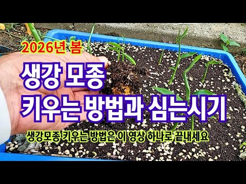 Making ginger seedlings and planting season // Preparing ginger seeds // When to make seedlings /...