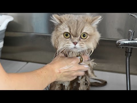 The Sweetest Most PERFECT Cat I've Ever Groomed in My Life