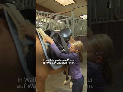 Chupede, das tapfere Schulpferd: Vom Herpes zurück zum Lieblingspferd 🐴