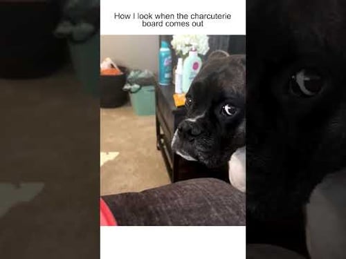 Funny Dog Sneakily Steals Cheese From Plate