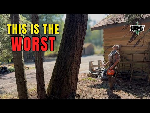 This BIG TREE , is not in my favour!