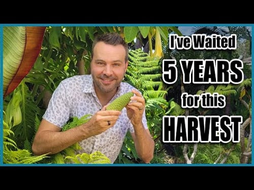 Monstera Deliciosa Fruit Harvest & Tasting! Possibly the best fruit I've ever eaten!!!