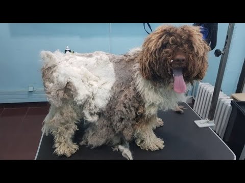 Grooming An Extremely Matted Dog- He has an owner
