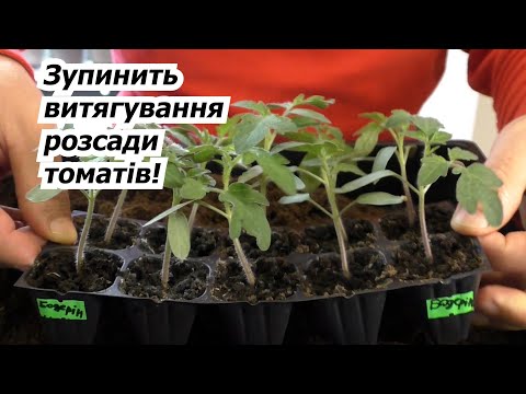 Tomato seedlings in the room will not grow - what to do about it.