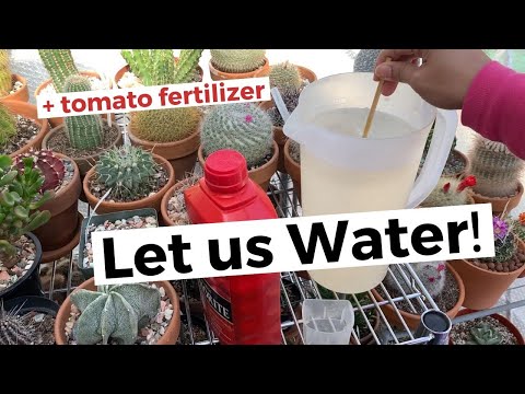 How to Water Cactus after its Winter Rest (with tomato fertilizer)