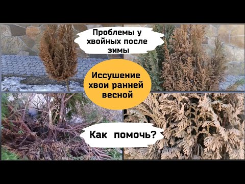Conifers are experiencing problems after winter. Crowns are drying out in early spring. How can I...