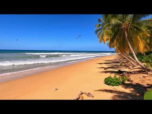 Tropical Beach Ambience | Gentle Ocean Waves, Swaying Palm Trees & Serene Summer Vibes 🌴☀️ No Music