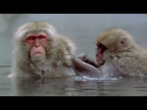 SECRET ANIMAL BEHAVIOUR | Love Is In The Wild | 4K