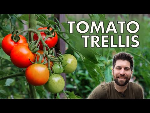 How to Build The BEST Tomato Trellis!