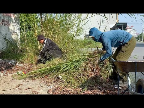 CLEAN UP overgrown grass INVADING the road corridor Restoring Sidewalks