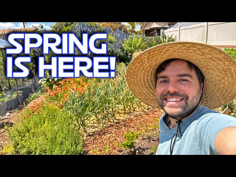 How I Plant Tomatoes, Potatoes, and More & 2 Week Update!