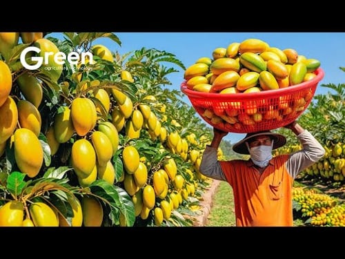 Mangoes Farming - Mangoes Harvesting & Mangoes Drinks Making 🥭 | Agriculture Technology