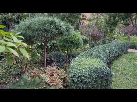 НРАВЯТСЯ УХОЖЕННЫЕ САМШИТЫ? ВСЕ ОТВЕТЫ ЗДЕСЬ!СТРИЖКА ЖИВОЙ ИЗГОРОДИ В ФОРМЕ ДУГИ! МОЙ ОПЫТ!
