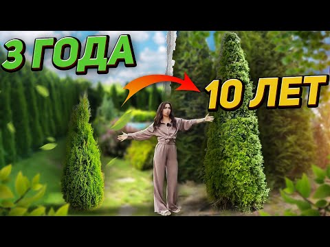 😮НЕОЧЕВИДНЫЕ СЕКРЕТЫ ХВОЙНЫХ (о которых молчат садовые центры)