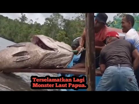 💥😱Pemancing Ini Menaklukkan Monster Laut ||@hariromadonLuar biasa.