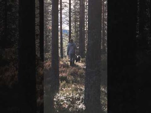 Ein Moment in der schwedischen Natur 🇸🇪