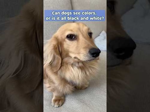 Can Dogs See Colors Like Humans? The Science Explained! 🧠🐕