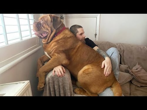 When Your Big Dog Thinks He's a Baby | Funny Dog and Human Videos
