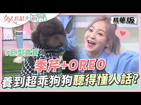 季芹+OREO!病犬無人領養季芹決定收編!養到超乖狗狗聽得懂人話?! 女人我最大 20230619