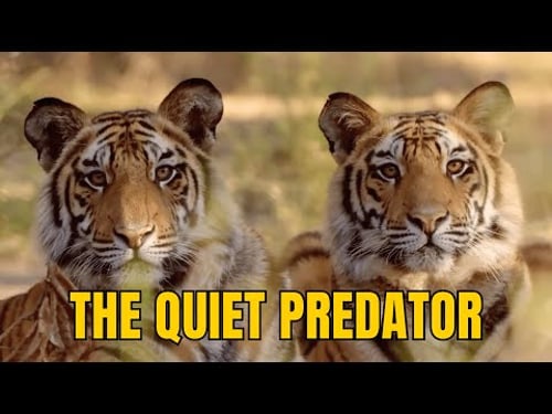 The Predator You Never Hear Coming: Tracking the Soundless Tiger