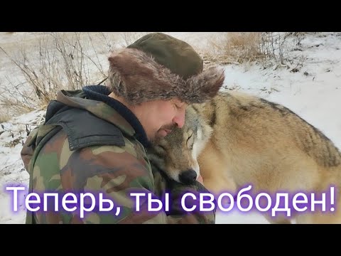 ОТПУСКАЮ ВОЛКА НА ВОЛЮ по многочисленным просьбам! Let THE WOLF GO FREE!
