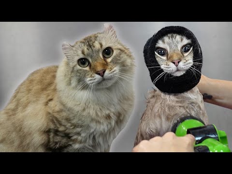 My New FAVOURITE Cat 😍 | Absolutely Obsessed With This Highlander