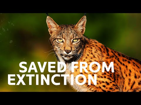 Bringing Back a Species from Extinction