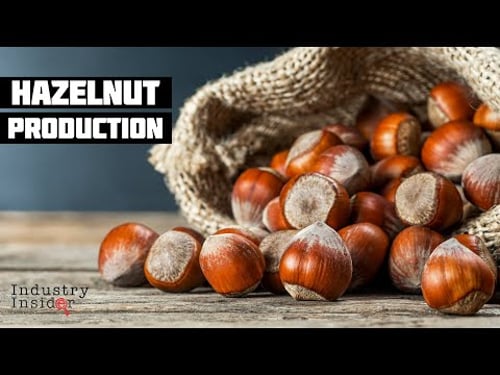 Massive Hazel Nut Factory in Azerbaijan! Producing 20,000 Tons of Hazelnuts