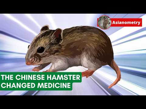 The Chinese Hamster Revolutionized Medicine