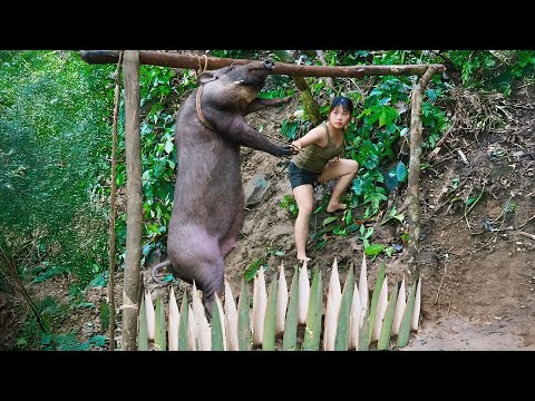 Stalking the trail, wild boar trapped, fenced for shelter, hunting wild boar, wild survival alone