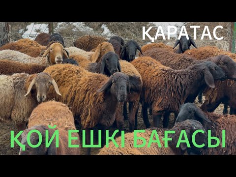 Қой ешкі бағасы Қаратас мал базары