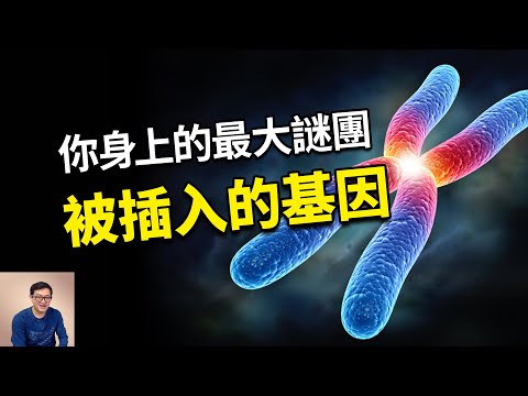 人類比黑猩猩少一對染色體,會推翻進化論嗎?被插入的基因到底是什麼?詳解2號染色體之謎【老肉雜談】