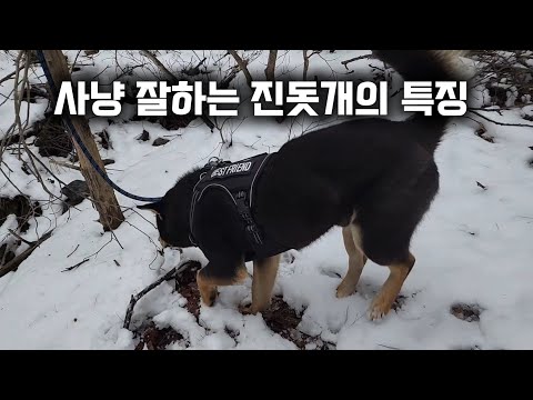 진돗개는 이렇게 사냥한다