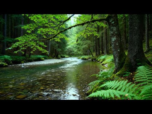 Calming Forest Ambience - River Flowing Birds Chirping in Hidden Forest Ambience for Rest, Medicine