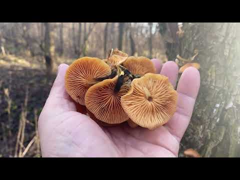 Today Again with Mushrooms.. second half of December 2025 and the mushrooms continue to grow