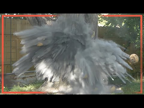 The Surprising Weapon That Shocked Columbus