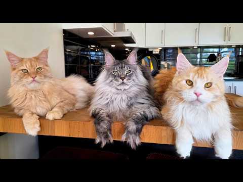 Who's the Biggest Kitten In the House?!