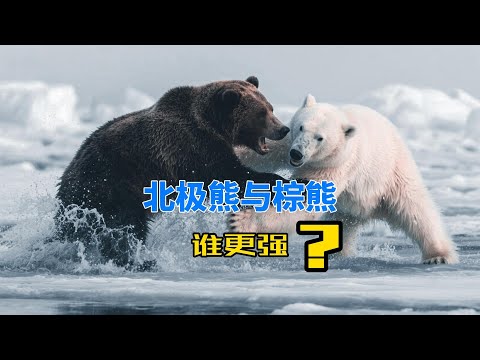 北极熊与棕熊,究竟谁更强?!