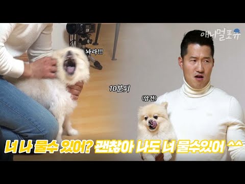 처음 당한 몰이에 분노 폭발한 토르 ㅂㄷㅂㄷ 강형욱 훈련사 손길에 온순한 개가 되다! | 개는 훌륭하다 EP10 | KBS 200106 방송