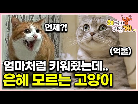 “네가 어떻게 나한테 이래..” 어린 시절 엄마처럼 보살폈는데 성묘 되고 돌변한 고양이│#왜그러냥귀엽개