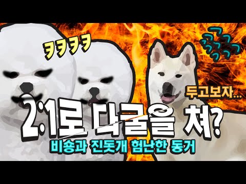 소형견 2마리에게 당하고 복수를 다짐하는 진돗개? #우리개연구소 #우리개는안물어요 #진돗개
