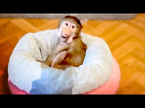 Посмотрите какое себе уютное гнездышко устроил себе СТЕПАШКА-УЛЫБАШКА)))