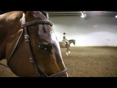 Breakdown: Death and Disarray at America's Racetracks