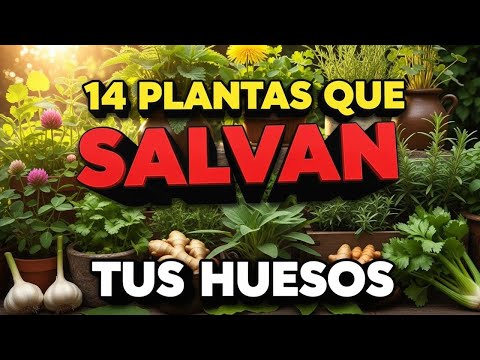 🌿14 PLANTAS PODEROSAS que FORTALECEN HUESOS y ARTICULACIONES💚| (Previenen OSTEOPOROSIS Naturalmente)