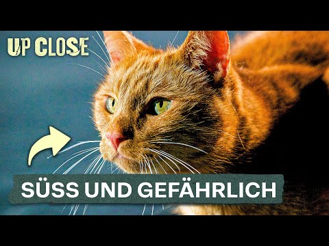 Warum unsere Stubentiger viel gefährlicher sind als wir denken