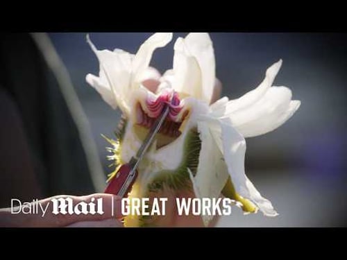 Giant Lily Pads vs Delicate Roses: Gardeners Grow Nature’s Masterpieces | Great Works | Daily Mail