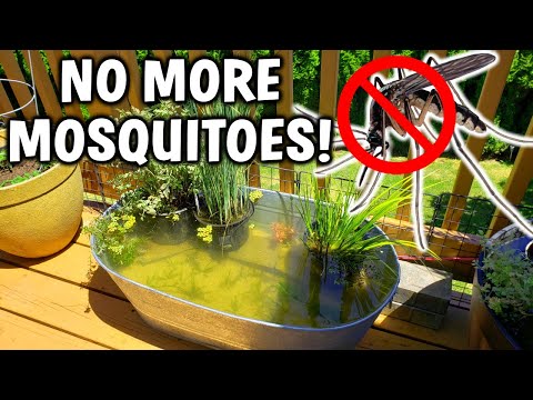 3 EASY Ways To PREVENT Mosquitoes In Your Pond!