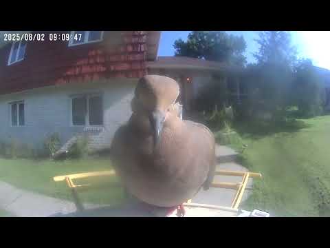 Daily Birdwatching - Netvue Birdfy Birdfeeder Cam - August 2, 2025